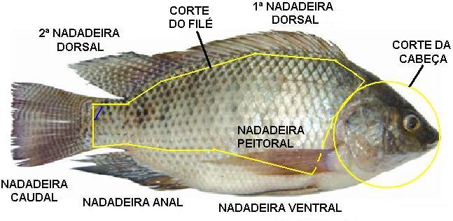 IDENTIFICAÇÃO DA