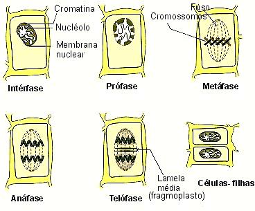 DISCIPLINA: FISIOLOGIA VEGETAL CITOCININAS