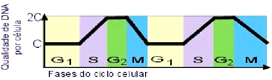 18 CITOCININA CITOCININA + AUXINA CITOCININA GENE CYCD3 GENE CDC2 GENE CDC2 CICLINAS CICLINAS CINASE Figura 12: Representação gráfica das subfases da intérfase (G1, S e G2) do ciclo celular,