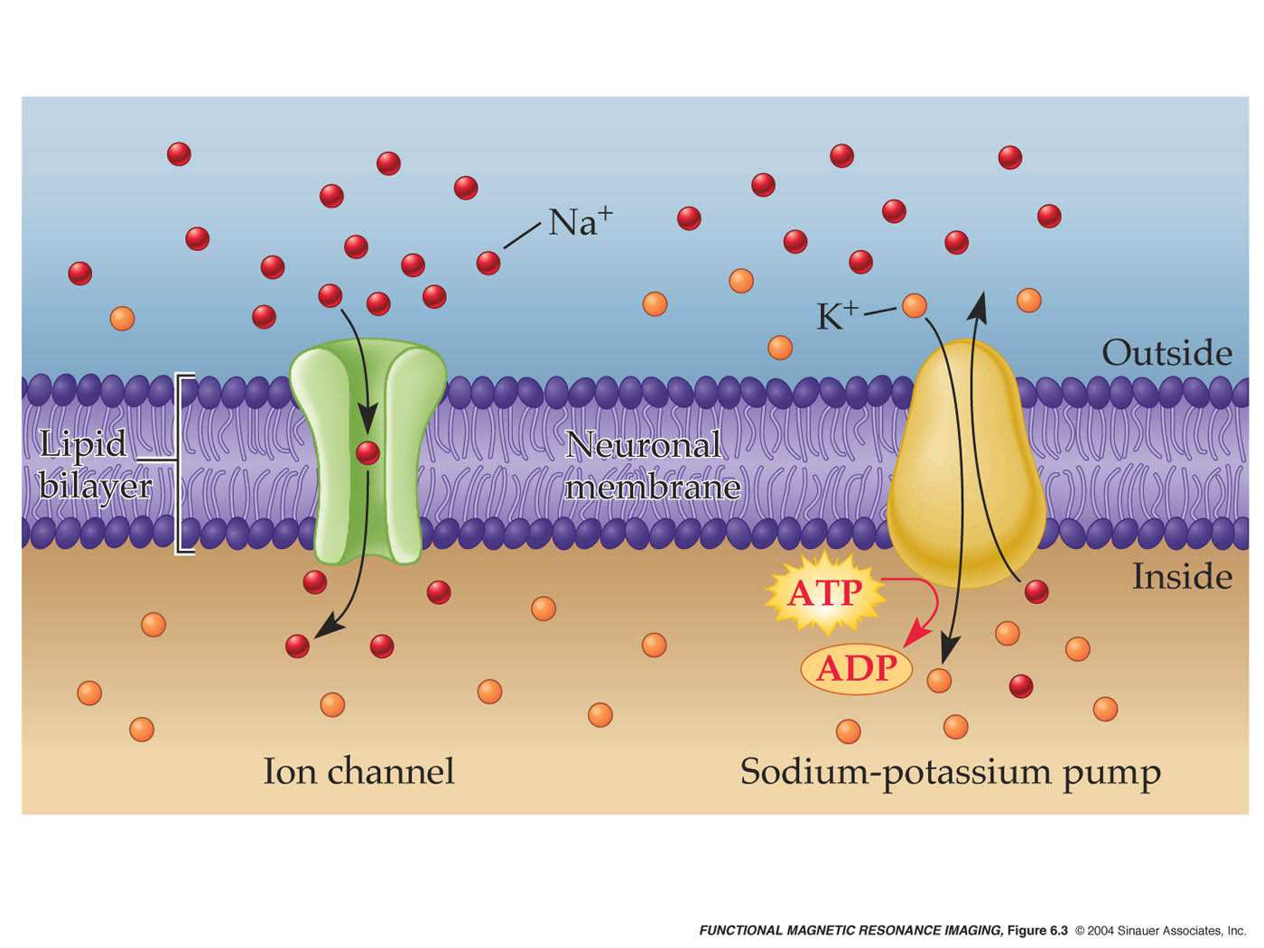 Membrane equation Introduction Membrane potential Biological membrane Lipid bilayer that separates internal and external conducting solutions by an extremely thin insulating layer CAPACITOR