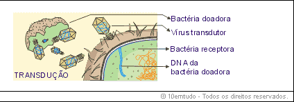 Transdução: na transdução, moléculas de DNA são transferidas de