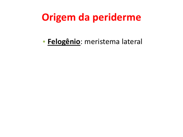 Periderme: Tecido de revestimento secundário que substitui a epiderme em plantas com crescimento secundário muito acentuado ou em regiões danificadas.