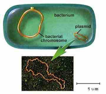 Clonagem Molecular: Plasmídeos São derivados de plasmídeos de organismos procarióticos ou eucarióticos unicelulares; São moléculas de DNA circular, fita dupla, extracromossômicas, com