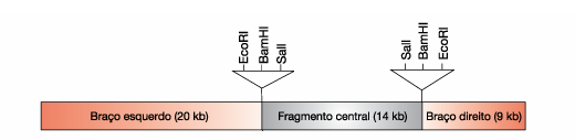 Clonagem Molecular: Bacteriófago λ Derivado do bacteriófago λ: λembl 4 contém sítios de clivagem para enzimas de restrição, flanqueando um stuffer de 14 kb; Stuffer pode ser removido por clivagem.
