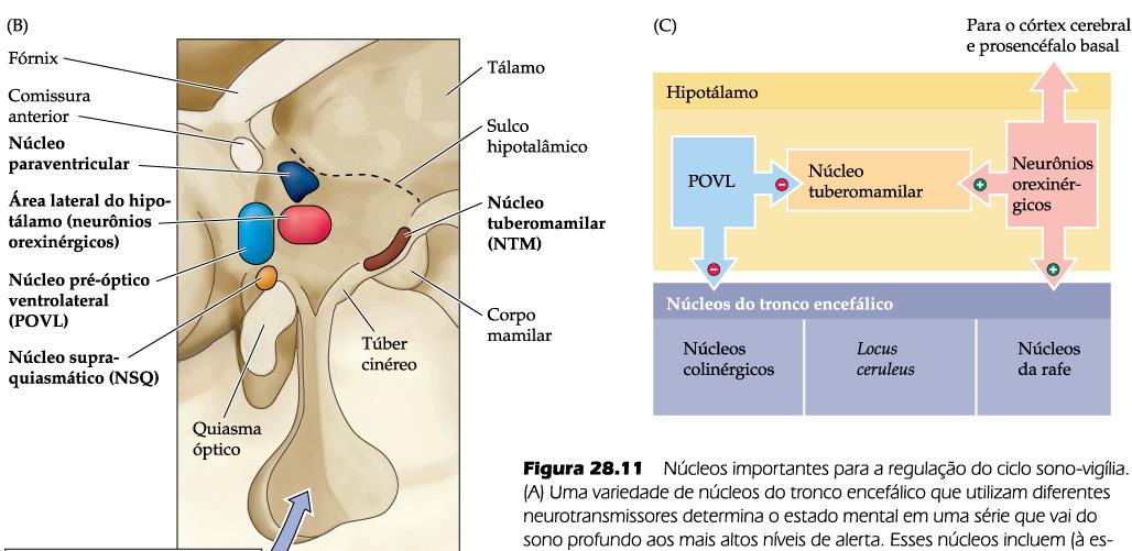 Núcleo Supraquiasmático(NSQ): inibe o POVL, estimula a liberação de hipocretinas ou orexinas que ativam os sistemas colinérgico e monoaminérgico, induzindo assim a vigília.