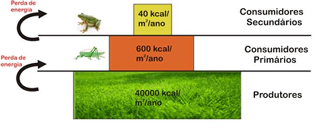 PIRÂMIDE DE ENERGIA ANÁLISE QUANTITATIVA Produtividade PPB (Produtividade Primária Bruta) Quantidade de compostos orgânicos produzidos pelos produtores