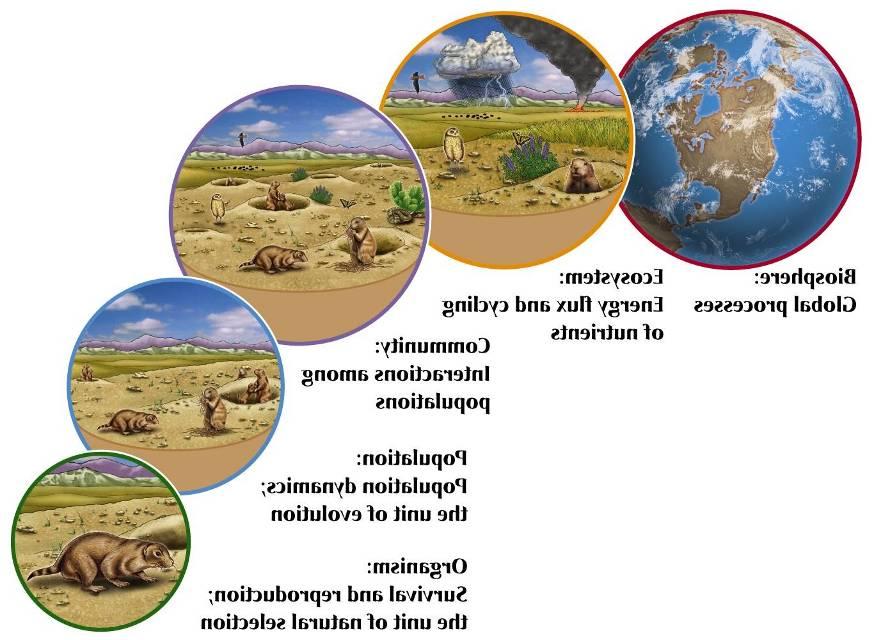 Introdução ECOSSISTEMA BIOSFERA