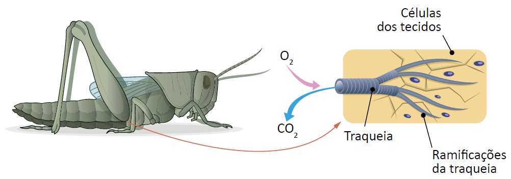 A respiração dos insetos: O ar entra por orifícios chamados espiráculos, que estão conectados a um sistema de tubos chamado de traquéia; Como o