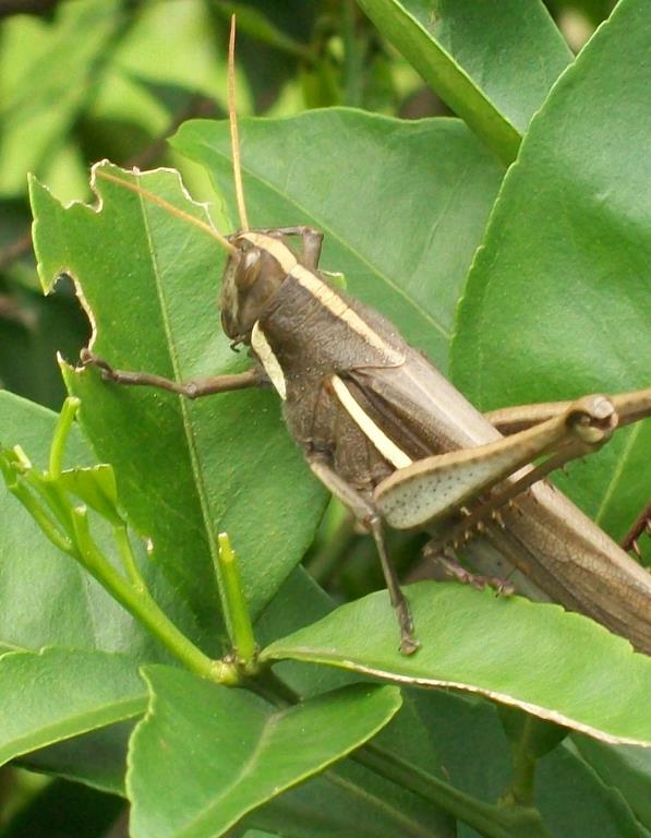 Venenos e toxinas: aranhas e escorpiões Parasitas: ácaros