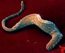 Trypanosoma