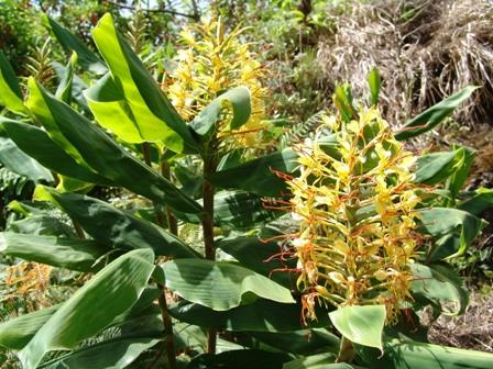 Parque Natural da Madeira - plantas invasoras Principais espécies invasoras da Madeira: Abundância - Ageratina