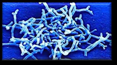 Bifidobacteria: Atividade