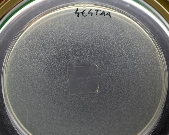 Figura 19 Atividade anti-listeria do filme contendo bacteriocina parcialmente purificada por cromatografia usando uma coluna SepPack C18 Fração E3 [eluição com solução de TAA a 25mM e ph 6,5 e 40%