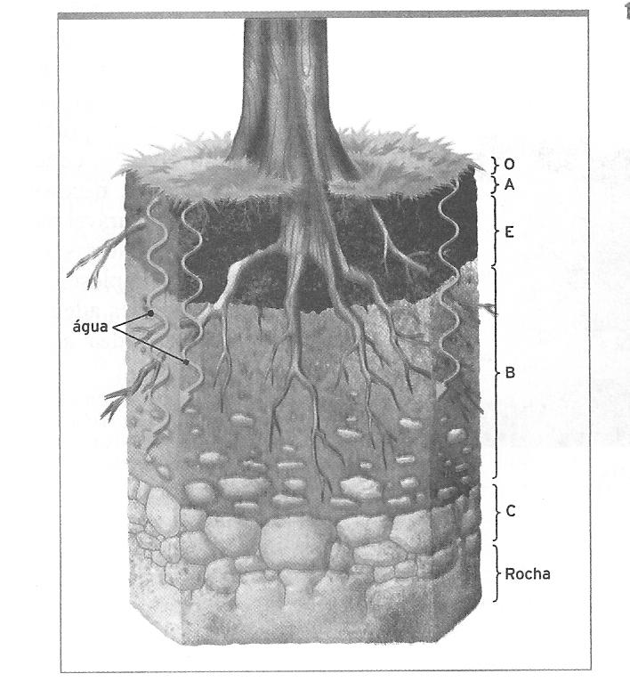 10. A figura abaixo apresenta um perfil de solo. Identifique nela três horizontes. Depois explique a formação do perfil do solo e seus horizontes considerando os fatores de formação. 11.