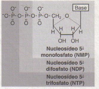 (desoxi) Nucleosídeos: Adição de um açúcar a uma base ADENOSINA, GUANOSINA, CITIDINA, TIMIDINA E URIDINA (desoxi) Nucleotídeos: mono, di ou trifosfato de