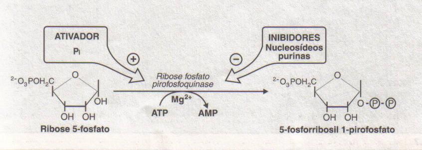SÍNTESE DE NOVO DE PURINAS Átomos derivados de aminoácidos e do tetrahidrofolato (ácido fólico).