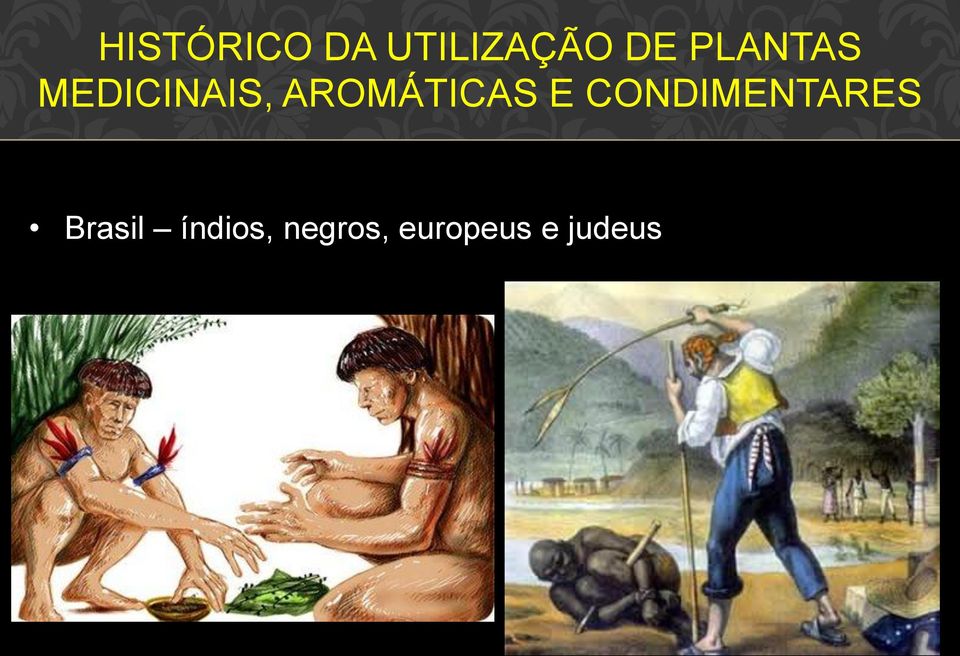 AROMÁTICAS E CONDIMENTARES