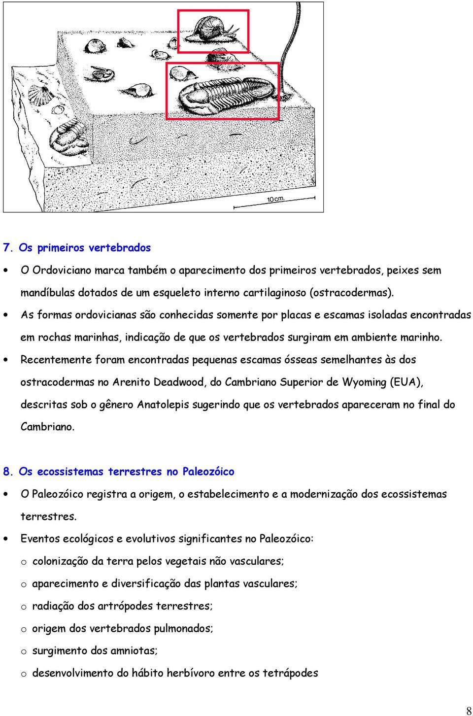 Recentemente foram encontradas pequenas escamas ósseas semelhantes às dos ostracodermas no Arenito Deadwood, do Cambriano Superior de Wyoming (EUA), descritas sob o gênero Anatolepis sugerindo que os