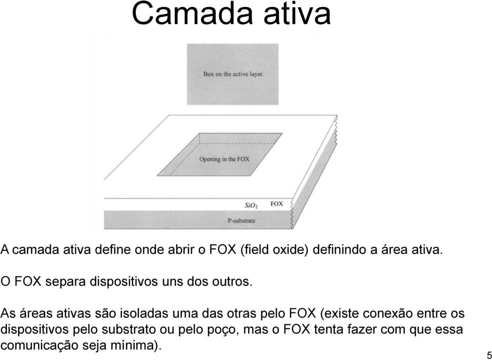 As áreas ativas são isoladas uma das otras pelo FOX (existe conexão entre os