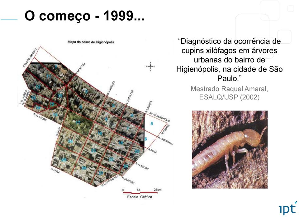 xilófagos em árvores urbanas do bairro de