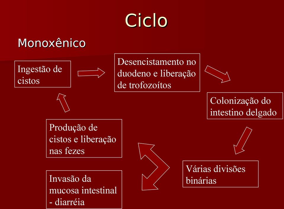 intestino delgado Produção de cistos e liberação nas