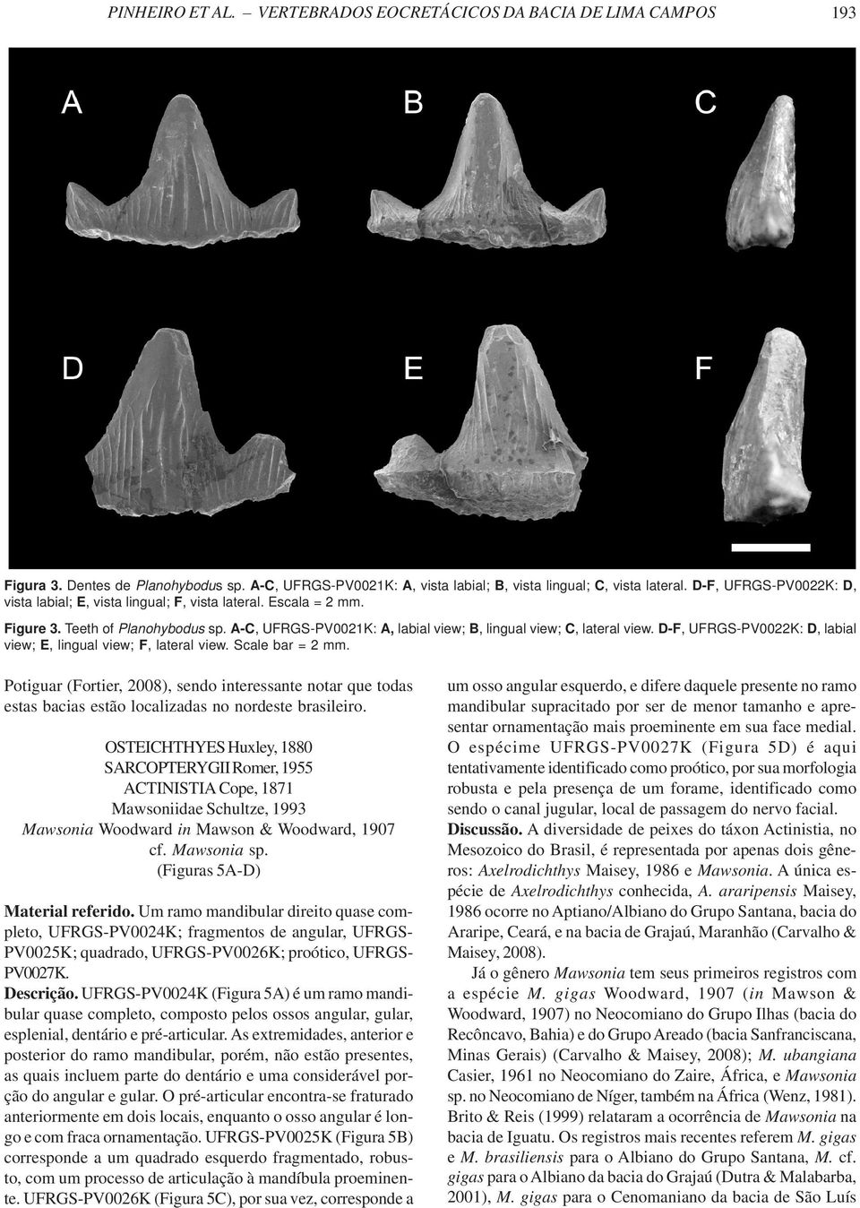 D-F, UFRGS-PV0022K: D, labial view; E, lingual view; F, lateral view. Scale bar = 2 mm.