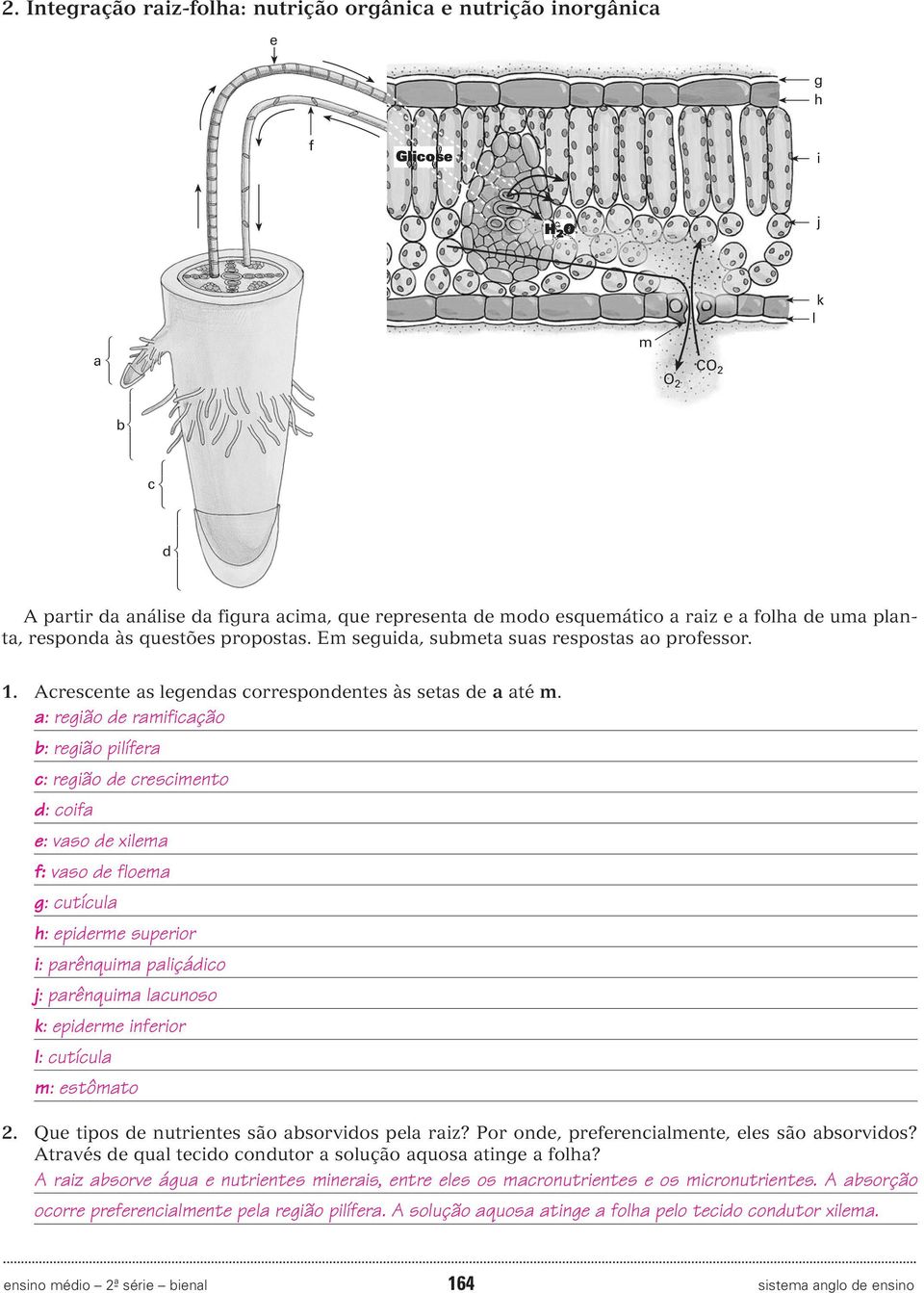 a: região de ramificação b: região pilífera c: região de crescimento d: coifa e: vaso de xilema f: vaso de floema g: cutícula h: epiderme superior i: parênquima paliçádico j: parênquima lacunoso k: