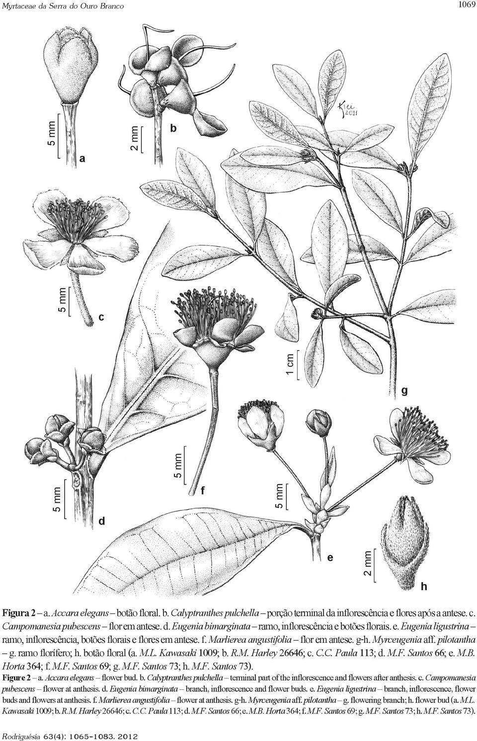 g-h. Myrceugenia aff. pilotantha g. ramo florífero; h. botão floral (a. M.L. Kawasaki 1009; b. R.M. Harley 26646; c. C.C. Paula 113; d. M.F. Santos 66; e. M.B. Horta 364; f. M.F. Santos 69; g. M.F. Santos 73; h.