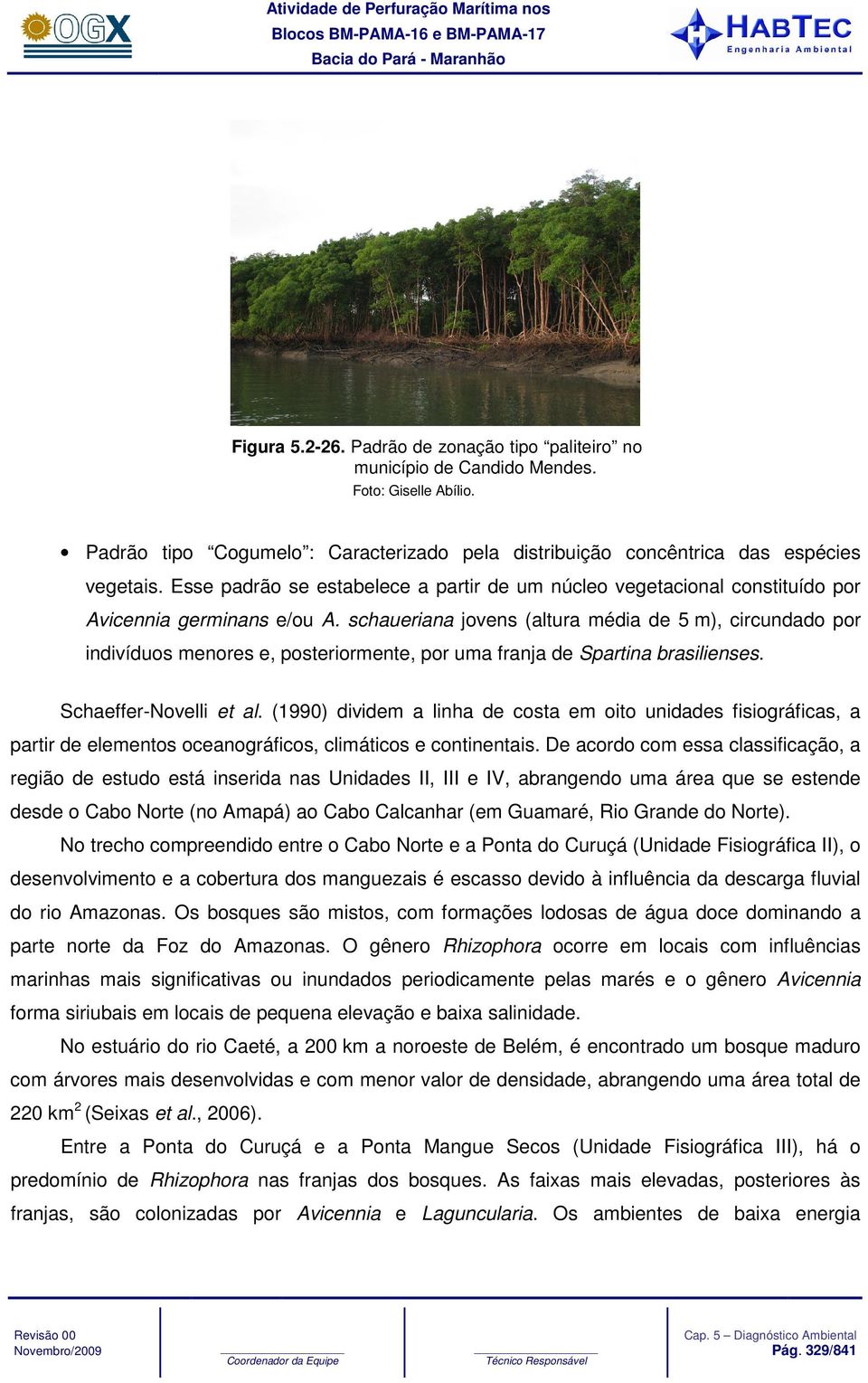 schaueriana jovens (altura média de 5 m), circundado por indivíduos menores e, posteriormente, por uma franja de Spartina brasilienses. Schaeffer-Novelli et al.