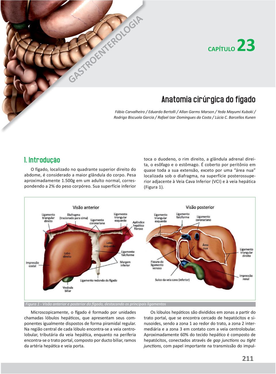 500g em um adulto normal, correspondendo a 2% do peso corpóreo. Sua superfície inferior toca o duodeno, o rim direito, a glândula adrenal direita, o esôfago e o estômago.