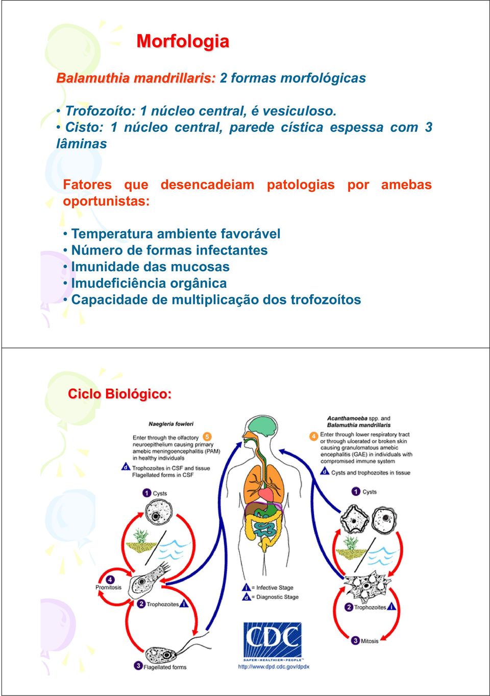 Cisto: 1 núcleo central, parede cística espessa com 3 lâminas Fatores que desencadeiam patologias