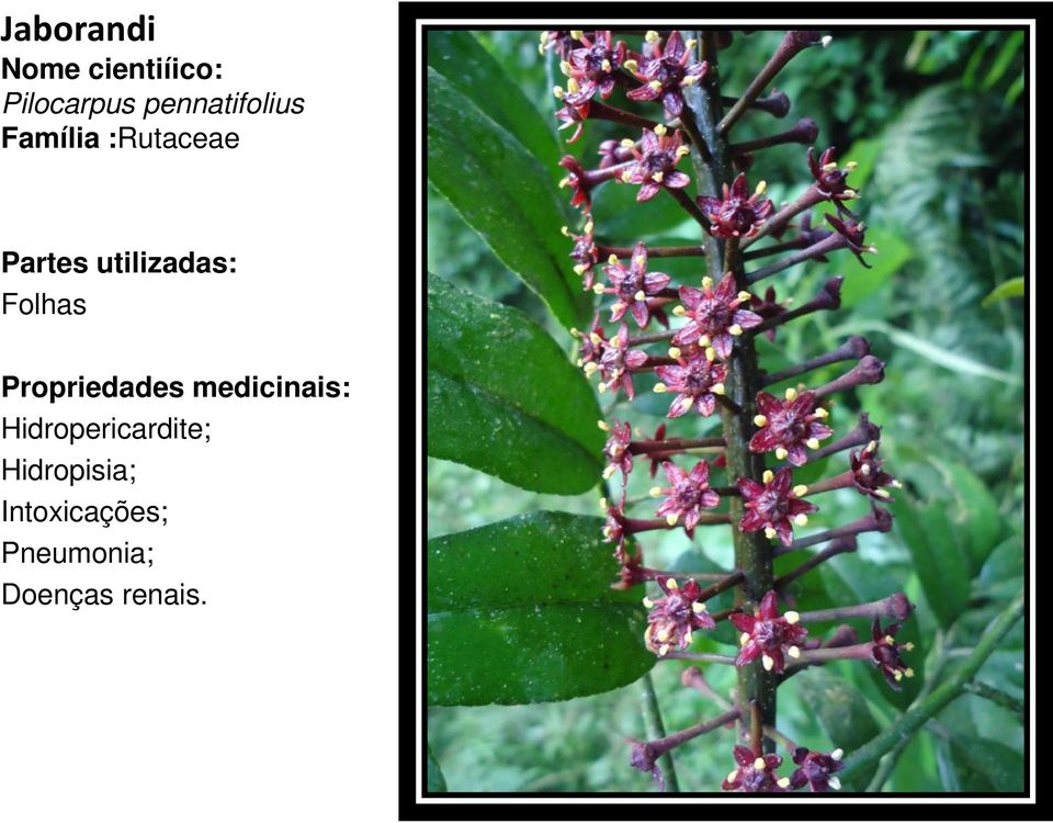 :Rutaceae Folhas Hidropericardite;