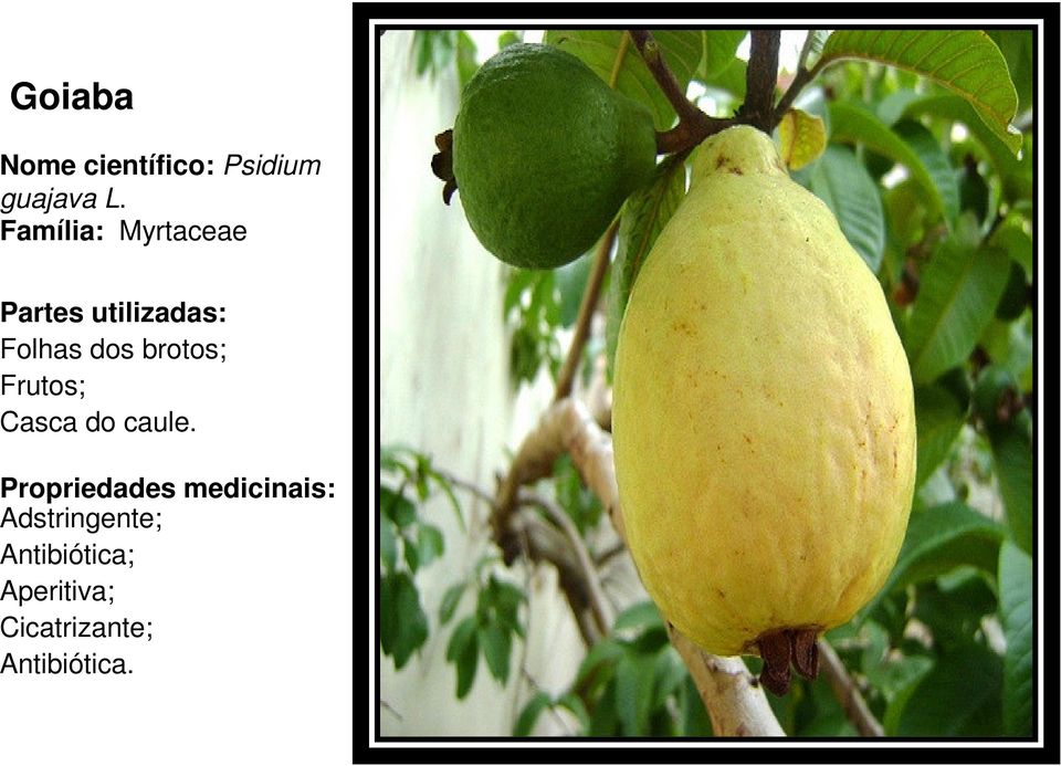 Frutos; Casca do caule.