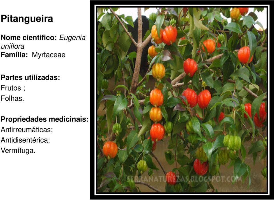 Myrtaceae Frutos ; Folhas.