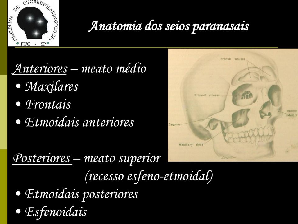 anteriores Posteriores meato superior