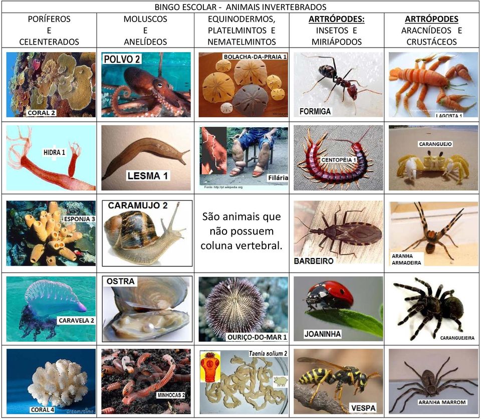 QUINODRMOS, PLATLMINTOS NMATLMINTOS