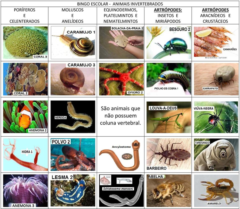 QUINODRMOS, PLATLMINTOS NMATLMINTOS