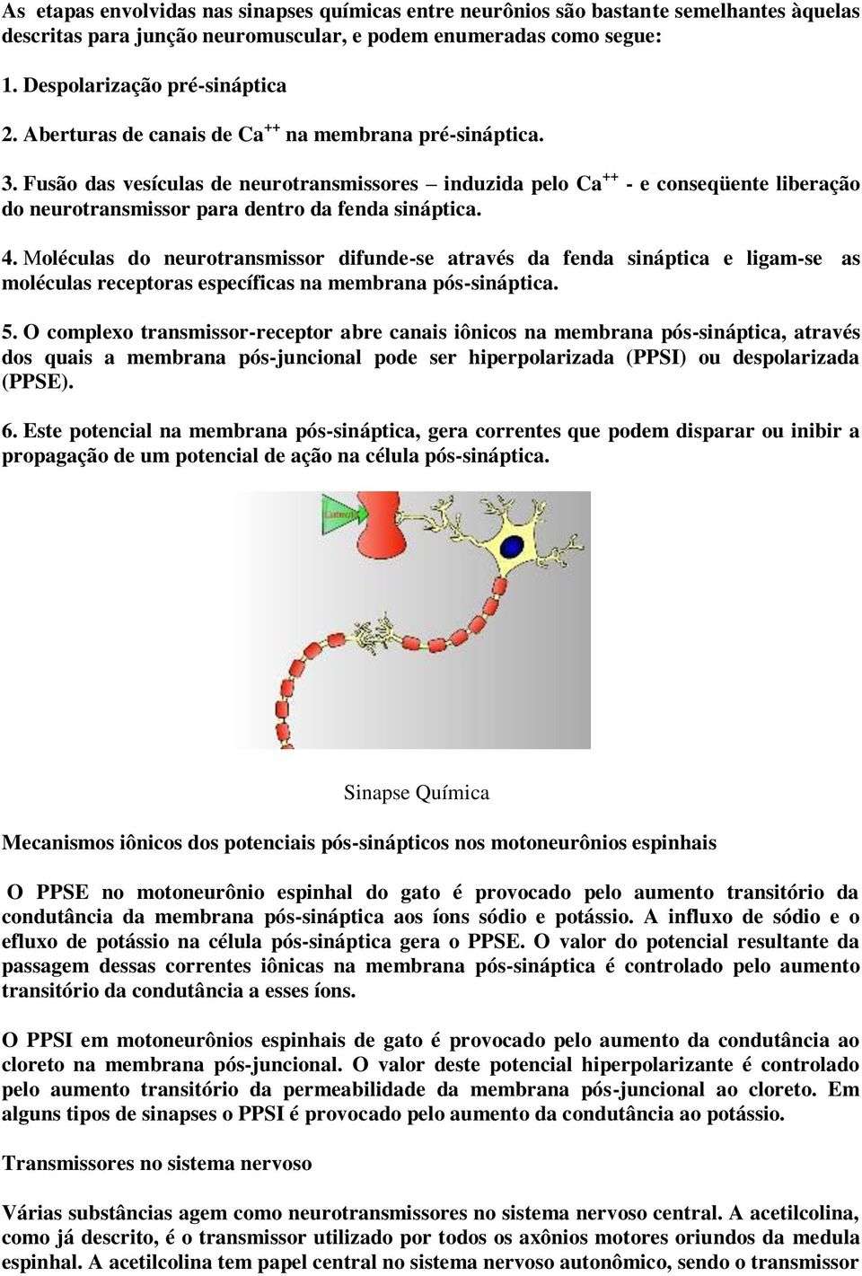 4. Moléculas do neurotransmissor difunde-se através da fenda sináptica e ligam-se as moléculas receptoras específicas na membrana pós-sináptica. 5.