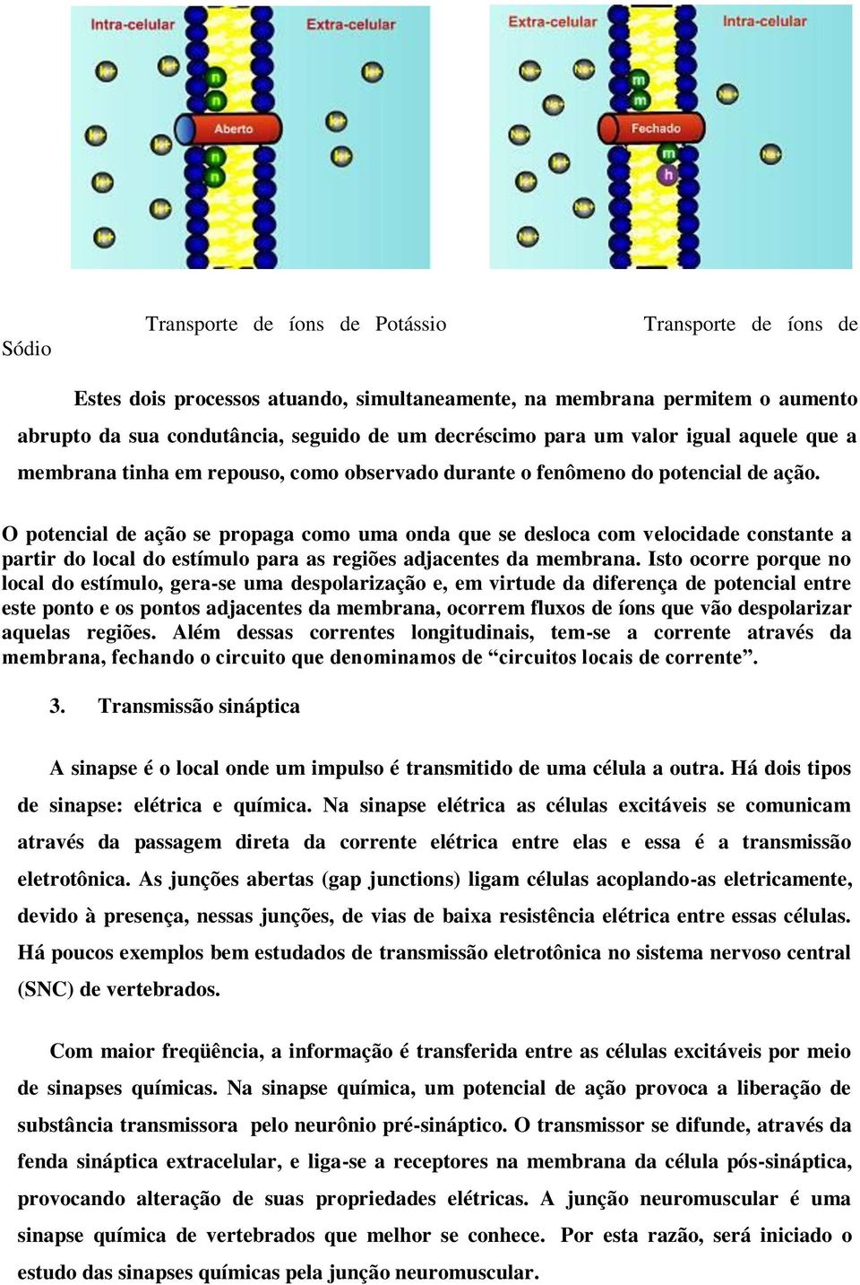 O potencial de ação se propaga como uma onda que se desloca com velocidade constante a partir do local do estímulo para as regiões adjacentes da membrana.