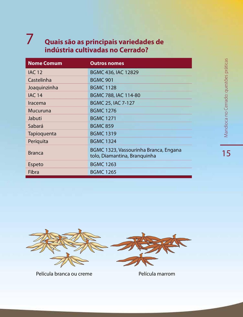 114-80 Iracema BGMC 25, IAC 7-127 Mucuruna BGMC 1276 Jabuti BGMC 1271 Sabará BGMC 859 Tapioquenta BGMC 1319