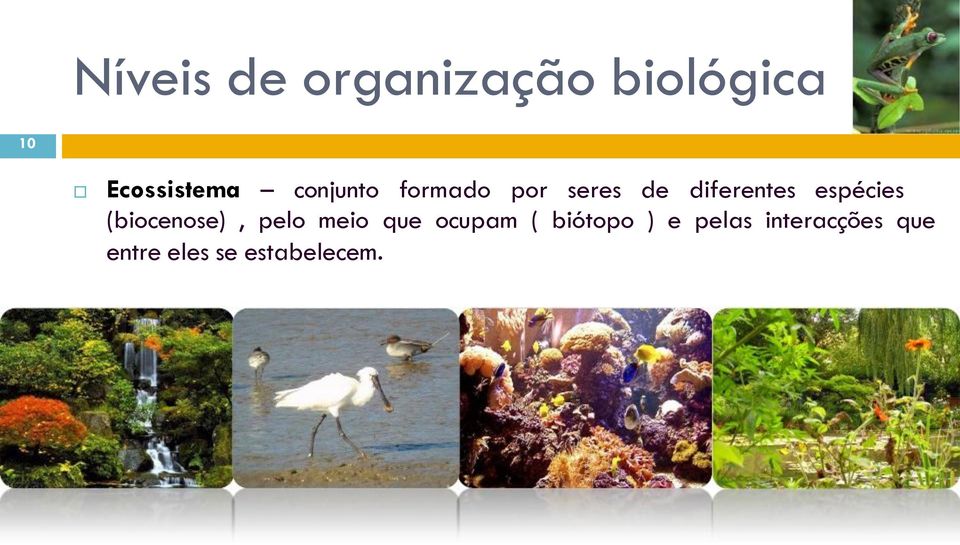 espécies (biocenose), pelo meio que ocupam (