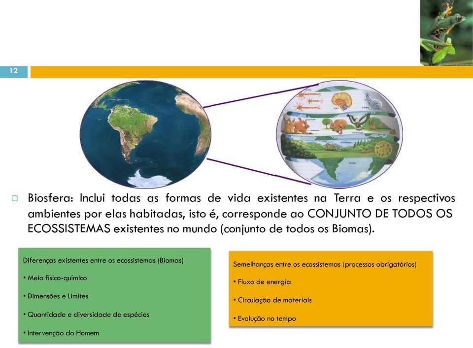 Diferenças existentes entre os ecossistemas (Biomas) Meio físico-químico Dimensões e Limites Quantidade e diversidade de