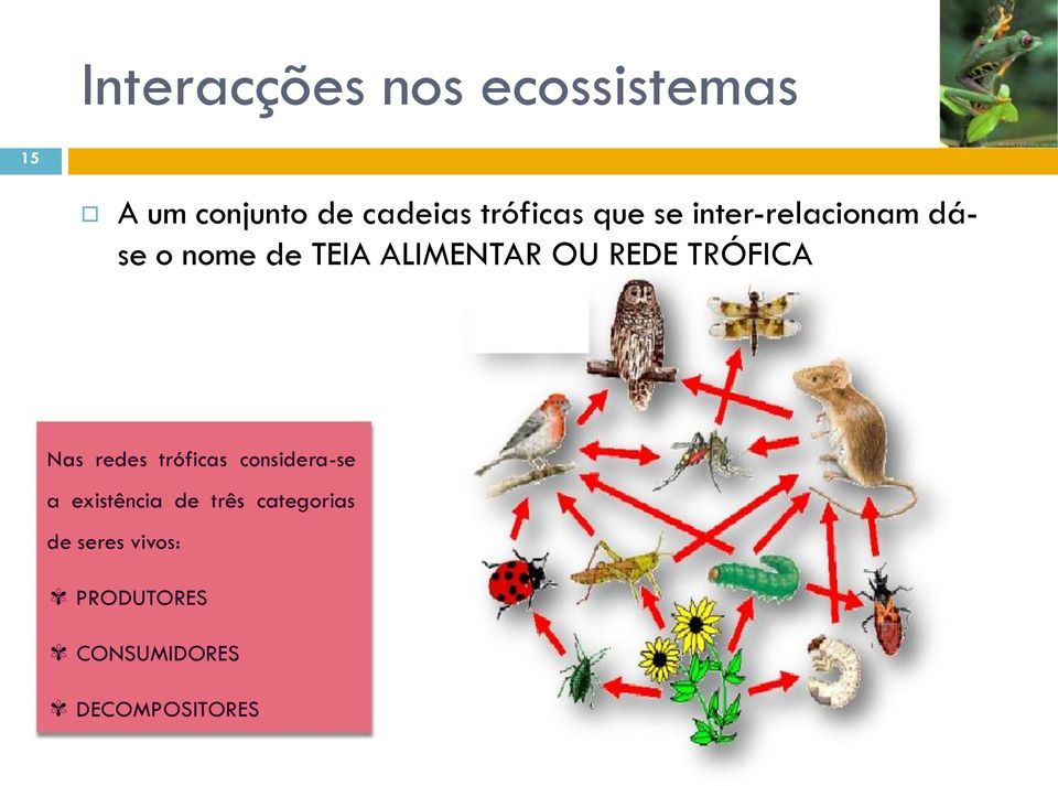 OU REDE TRÓFICA Nas redes tróficas considera-se a existência de