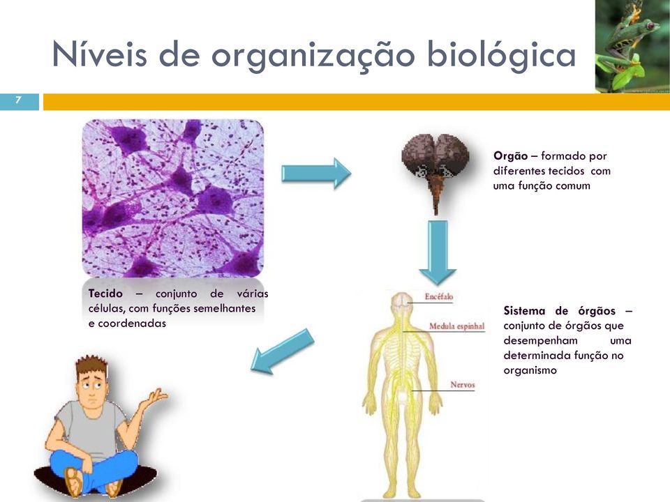 com funções semelhantes e coordenadas Sistema de órgãos