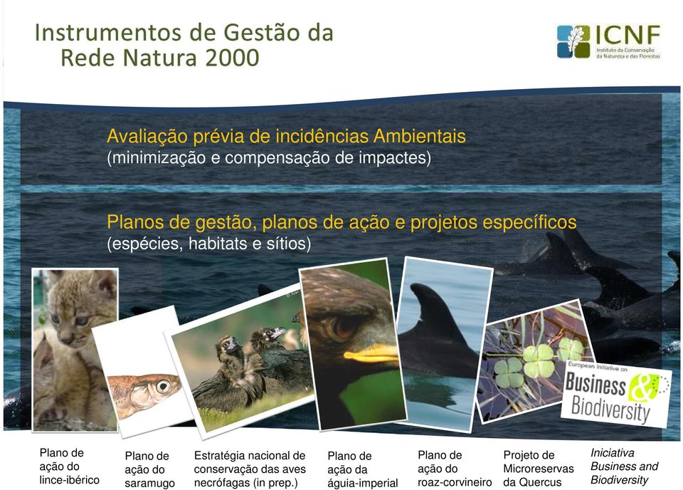 gestão, planos de ação e projetos específicos (espécies, habitats e sítios) Plano de ação do lince-ibérico Plano de ação do