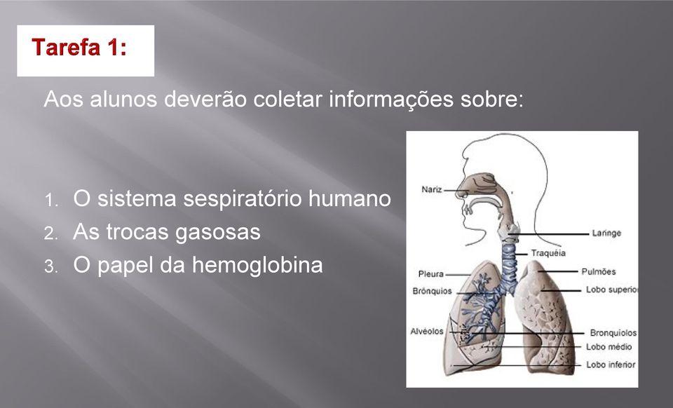 O sistema sespiratório humano 2.