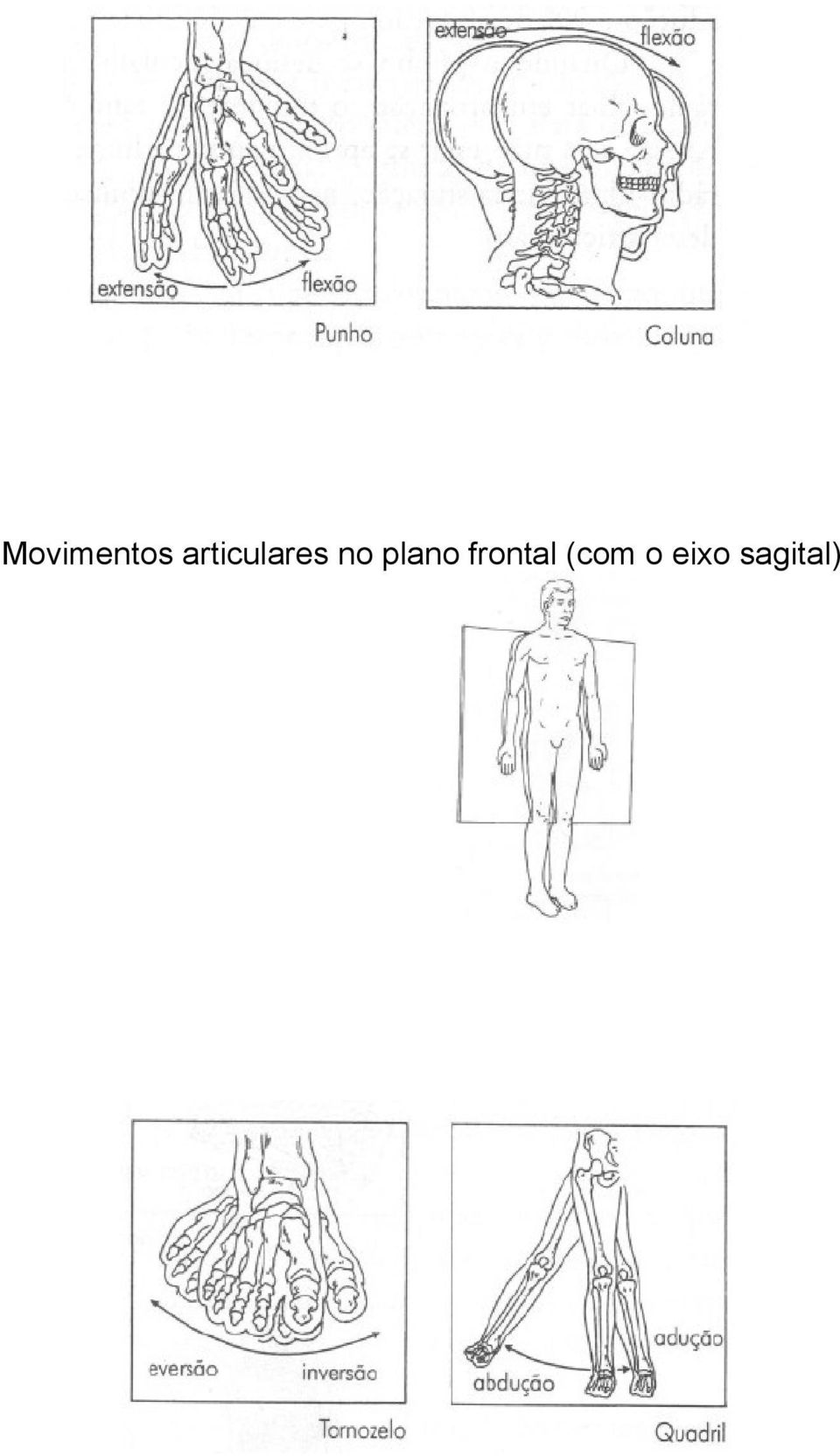 plano frontal