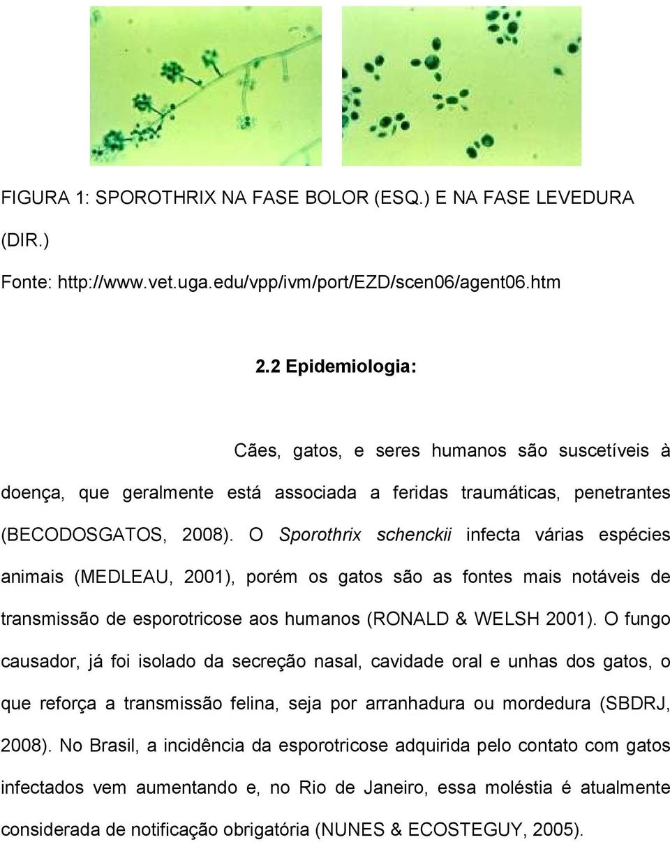 O Sporothrix schenckii infecta várias espécies animais (MEDLEAU, 2001), porém os gatos são as fontes mais notáveis de transmissão de esporotricose aos humanos (RONALD & WELSH 2001).