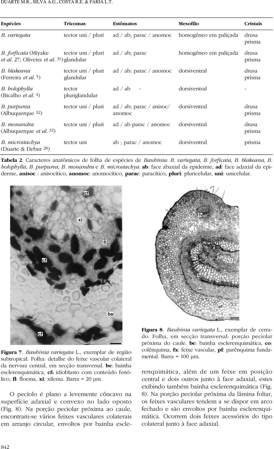blakeana tector uni / pluri ad / ab; parac / anomoc dorsiventral drusa (Ferreira et al. 5 ) glandular prisma B. holophylla tector ad / ab - dorsiventral - (Bicalho et al. 4 ) pluriglandular B.