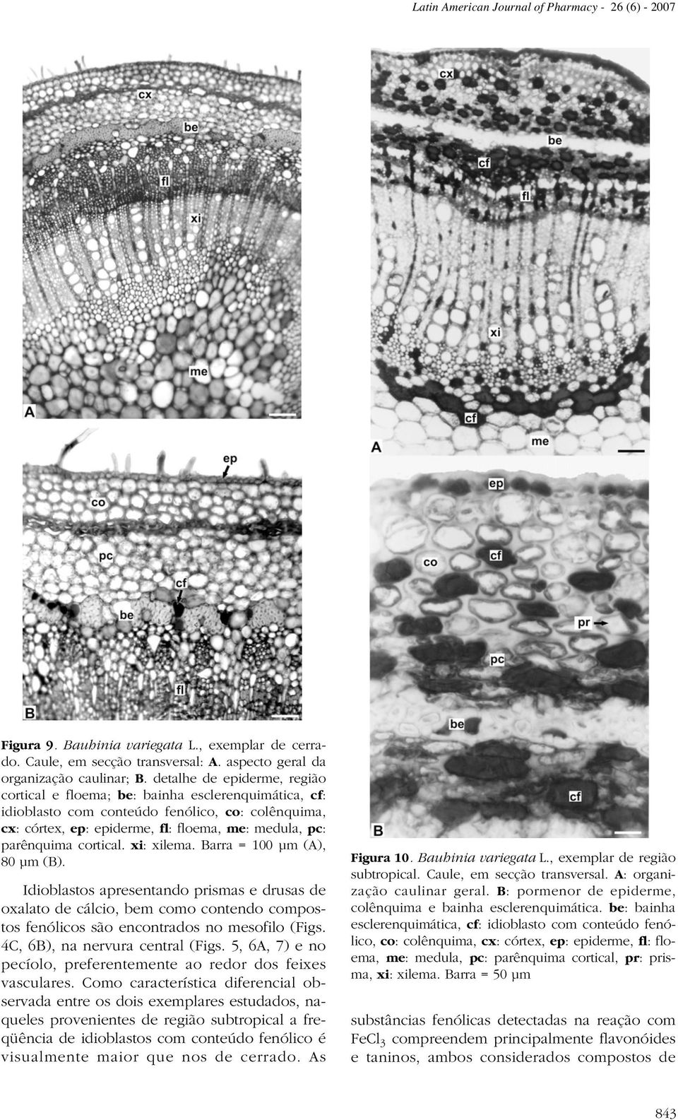 cortical. xi: xilema. Barra = 100 µm (A), 80 µm (B). Figura 10. Bauhinia variegata L.